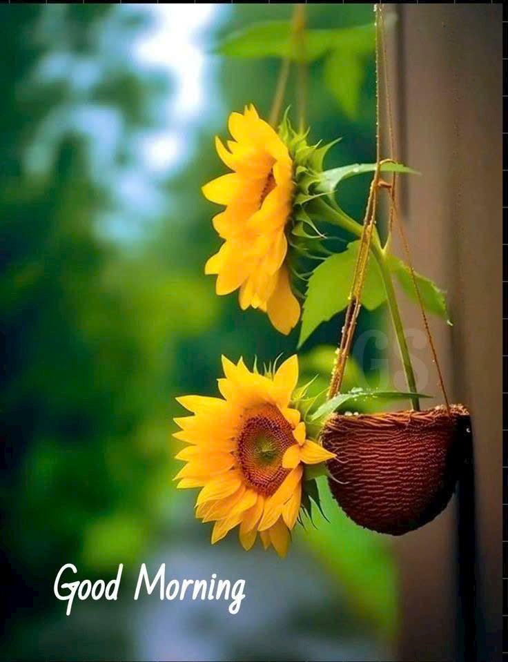 TRẦN HỒNG MUỘI